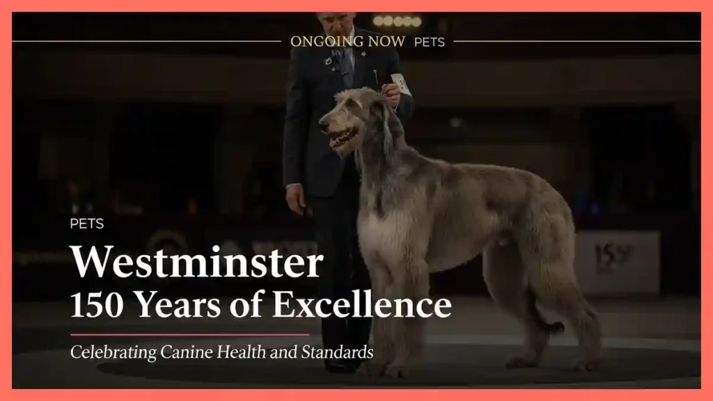 Westminster 150th Anniversary Highlights and Results | Ongoing Now | Pets