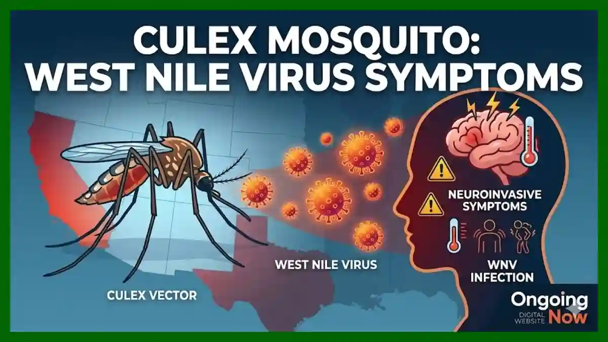 Hidden Triggers of Culex Mosquito Symptoms Spark New Public Health Warn